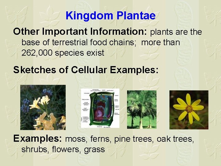 Kingdom Plantae Other Important Information: plants are the base of terrestrial food chains; more