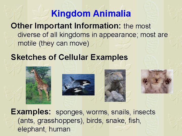 Kingdom Animalia Other Important Information: the most diverse of all kingdoms in appearance; most