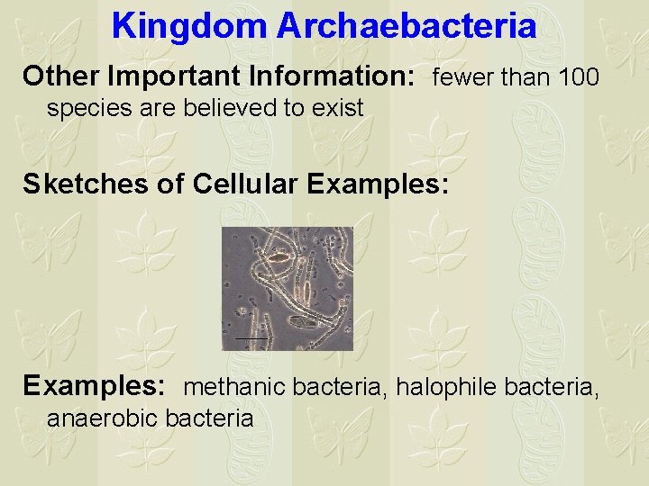 Kingdom Archaebacteria Other Important Information: fewer than 100 species are believed to exist Sketches