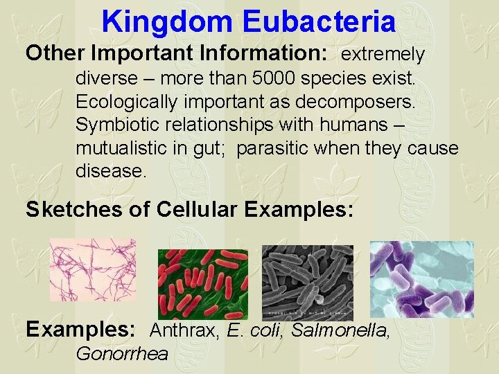Kingdom Eubacteria Other Important Information: extremely diverse – more than 5000 species exist. Ecologically