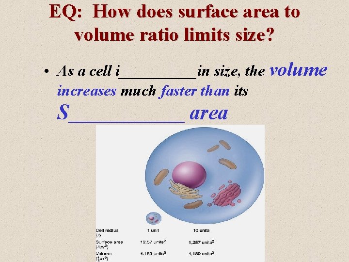 EQ: How does surface area to volume ratio limits size? • As a cell