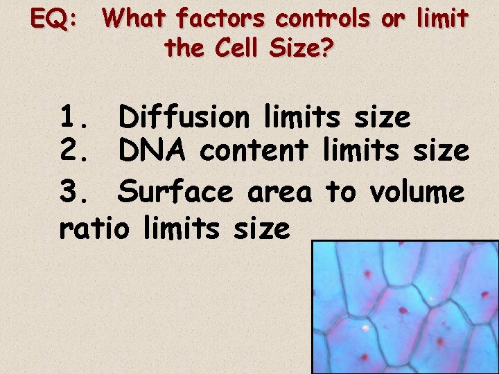 EQ: What factors controls or limit the Cell Size? 1. Diffusion limits size 2.