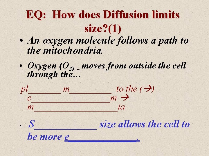 EQ: How does Diffusion limits size? (1) • An oxygen molecule follows a path
