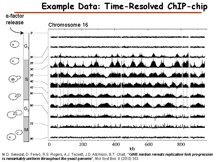Example Data: Time-Resolved Ch. IP-chip α-factor release Chromosome 16 M. D. Sekedat, D. Fenyö,