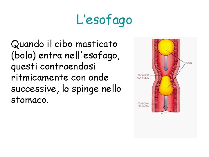 L’esofago Quando il cibo masticato (bolo) entra nell'esofago, questi contraendosi ritmicamente con onde successive,