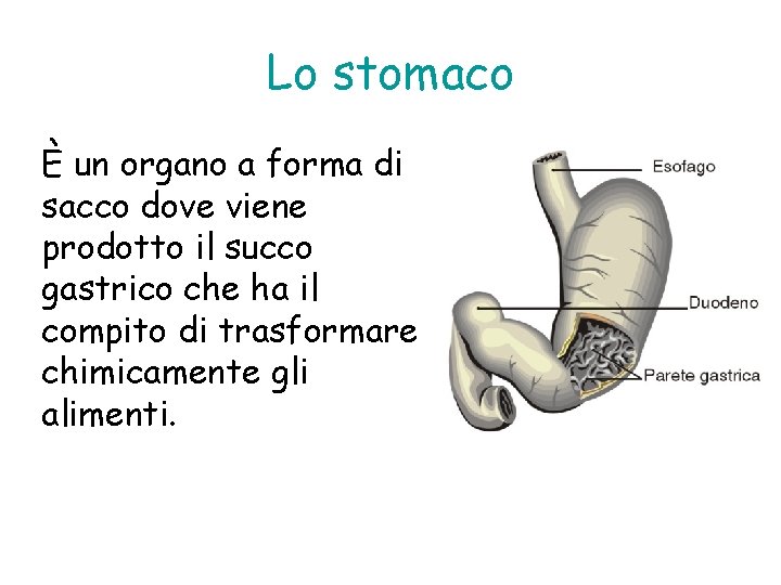 Lo stomaco È un organo a forma di sacco dove viene prodotto il succo