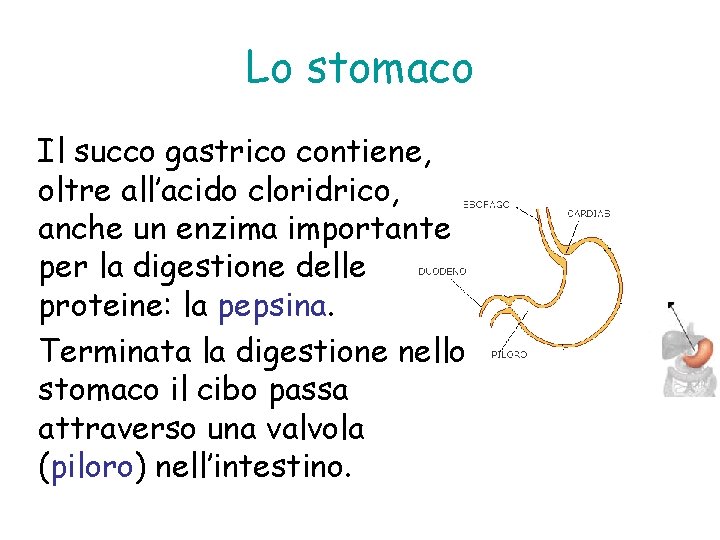 Lo stomaco Il succo gastrico contiene, oltre all’acido cloridrico, anche un enzima importante per