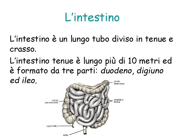 L’intestino è un lungo tubo diviso in tenue e crasso. L’intestino tenue è lungo