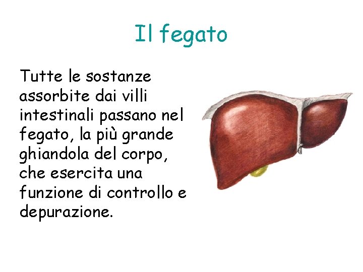 Il fegato Tutte le sostanze assorbite dai villi intestinali passano nel fegato, la più