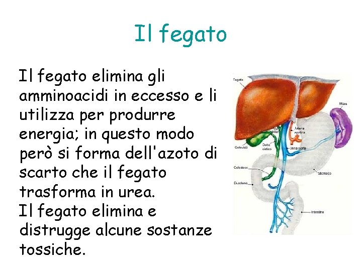 Il fegato elimina gli amminoacidi in eccesso e li utilizza per produrre energia; in