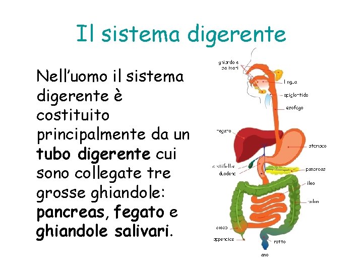 Il sistema digerente Nell’uomo il sistema digerente è costituito principalmente da un tubo digerente