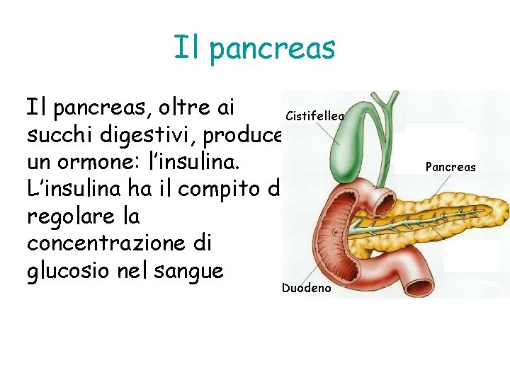 Il pancreas, oltre ai succhi digestivi, produce un ormone: l’insulina. L’insulina ha il compito