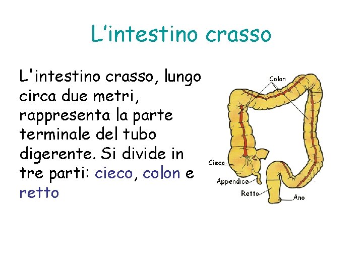 L’intestino crasso L'intestino crasso, lungo circa due metri, rappresenta la parte terminale del tubo