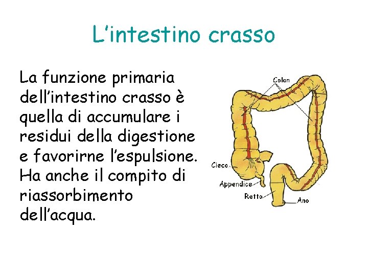 L’intestino crasso La funzione primaria dell’intestino crasso è quella di accumulare i residui della
