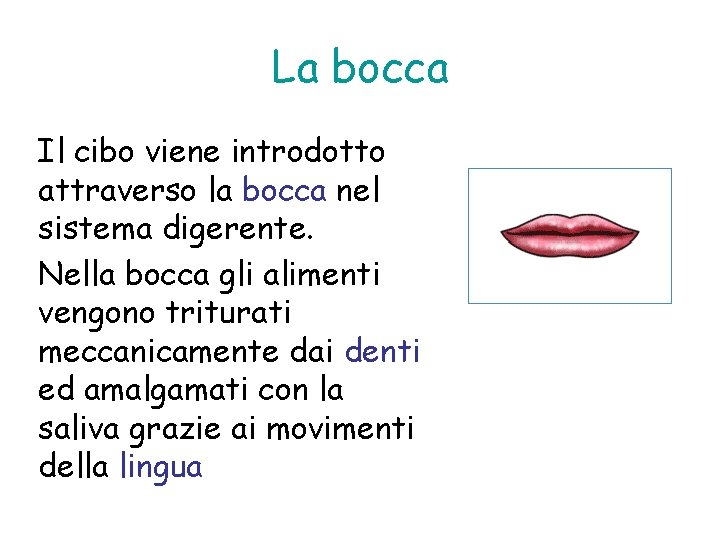 La bocca Il cibo viene introdotto attraverso la bocca nel sistema digerente. Nella bocca