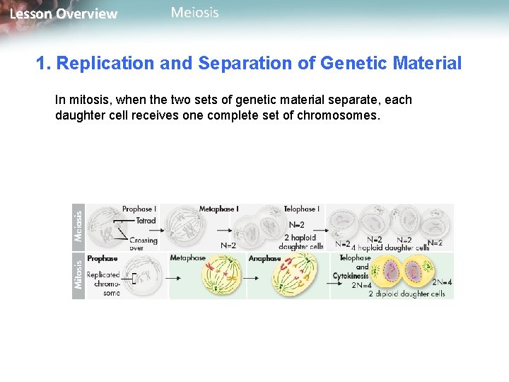 Lesson Overview Meiosis 1. Replication and Separation of Genetic Material In mitosis, when the