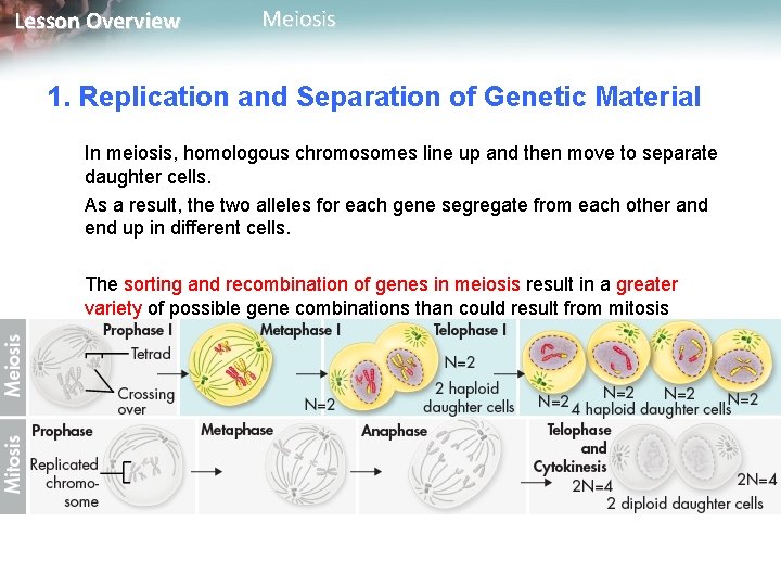 Lesson Overview Meiosis 1. Replication and Separation of Genetic Material In meiosis, homologous chromosomes
