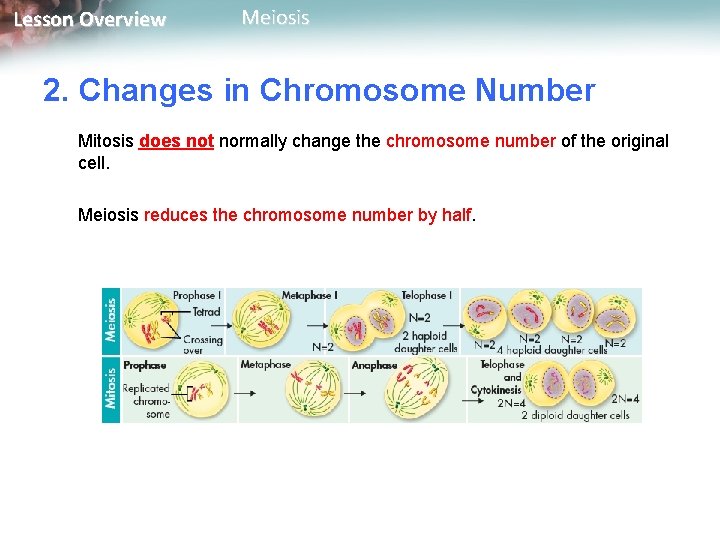 Lesson Overview Meiosis 2. Changes in Chromosome Number Mitosis does not normally change the