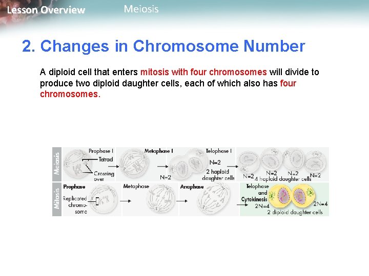 Lesson Overview Meiosis 2. Changes in Chromosome Number A diploid cell that enters mitosis
