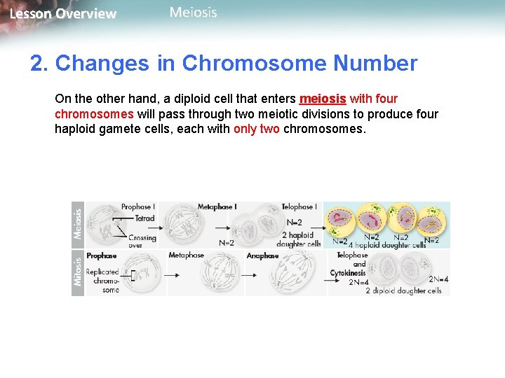Lesson Overview Meiosis 2. Changes in Chromosome Number On the other hand, a diploid