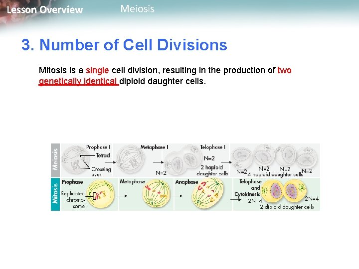 Lesson Overview Meiosis 3. Number of Cell Divisions Mitosis is a single cell division,