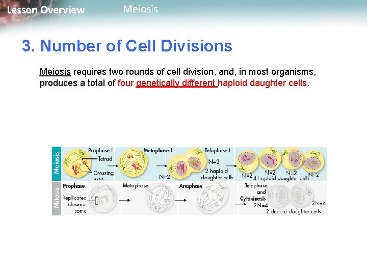 Lesson Overview Meiosis 3. Number of Cell Divisions Meiosis requires two rounds of cell
