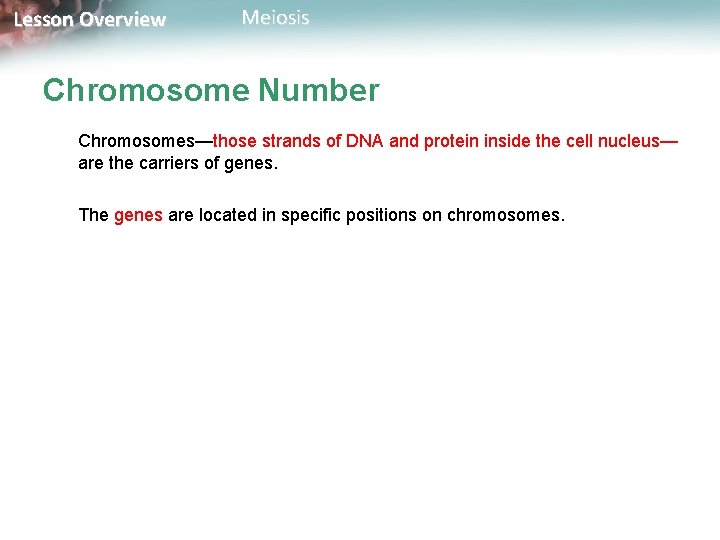 Lesson Overview Meiosis Chromosome Number Chromosomes—those strands of DNA and protein inside the cell