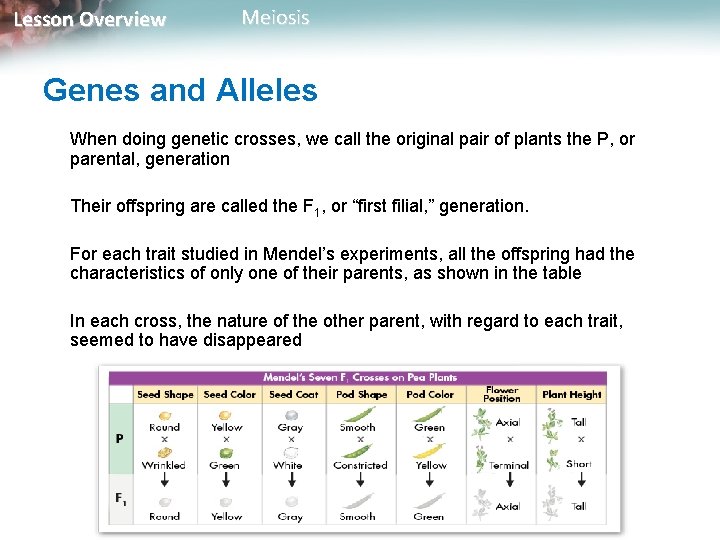 Lesson Overview Meiosis Genes and Alleles When doing genetic crosses, we call the original