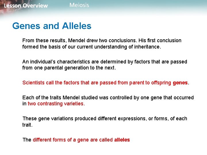 Lesson Overview Meiosis Genes and Alleles From these results, Mendel drew two conclusions. His