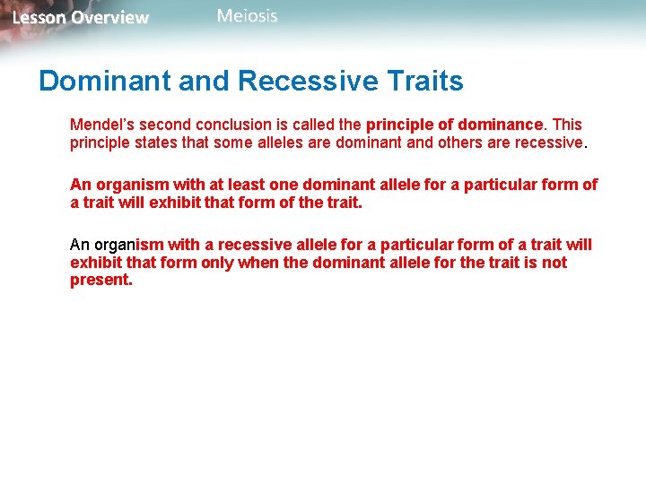 Lesson Overview Meiosis Dominant and Recessive Traits Mendel’s second conclusion is called the principle