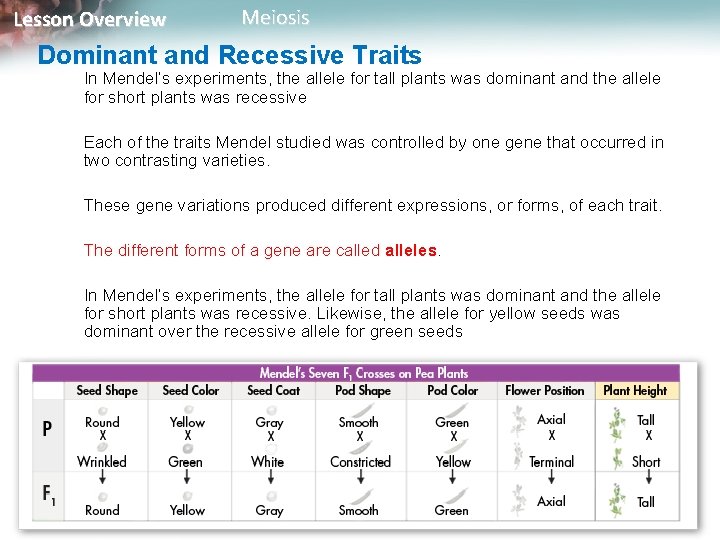 Lesson Overview Meiosis Dominant and Recessive Traits In Mendel’s experiments, the allele for tall