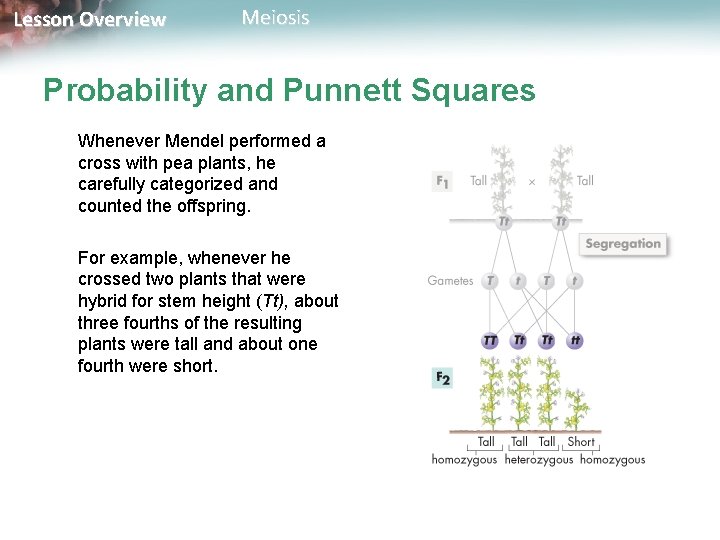 Lesson Overview Meiosis Probability and Punnett Squares Whenever Mendel performed a cross with pea