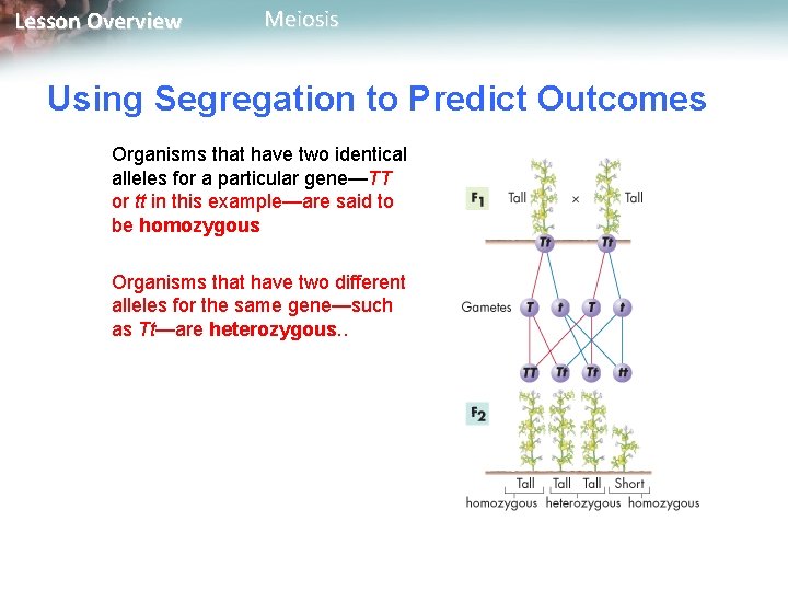 Lesson Overview Meiosis Using Segregation to Predict Outcomes Organisms that have two identical alleles