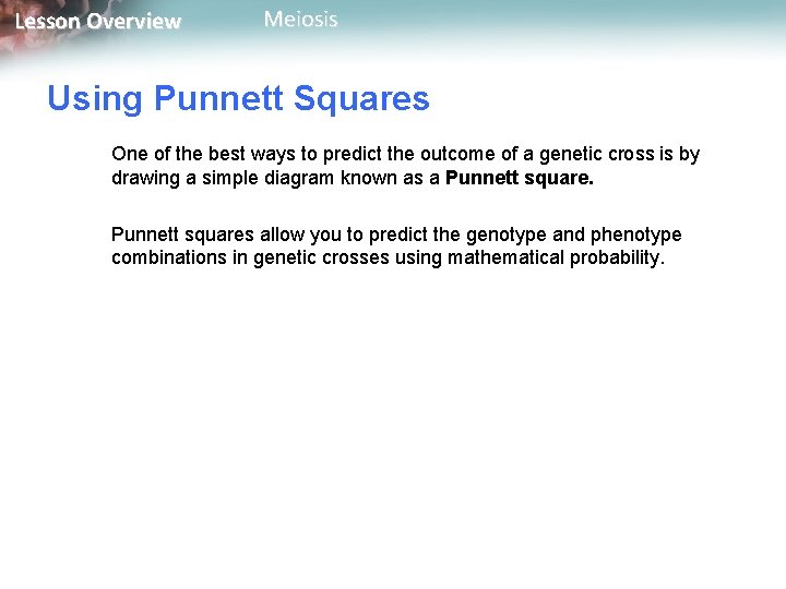 Lesson Overview Meiosis Using Punnett Squares One of the best ways to predict the