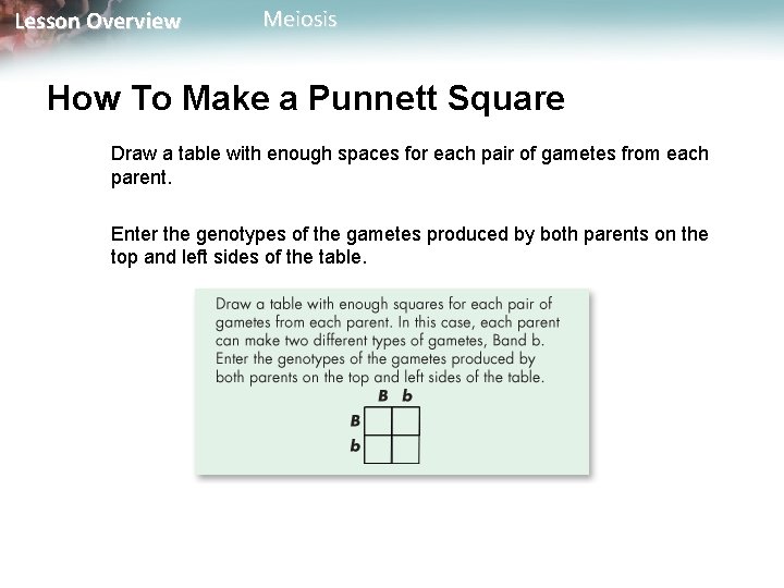 Lesson Overview Meiosis How To Make a Punnett Square Draw a table with enough