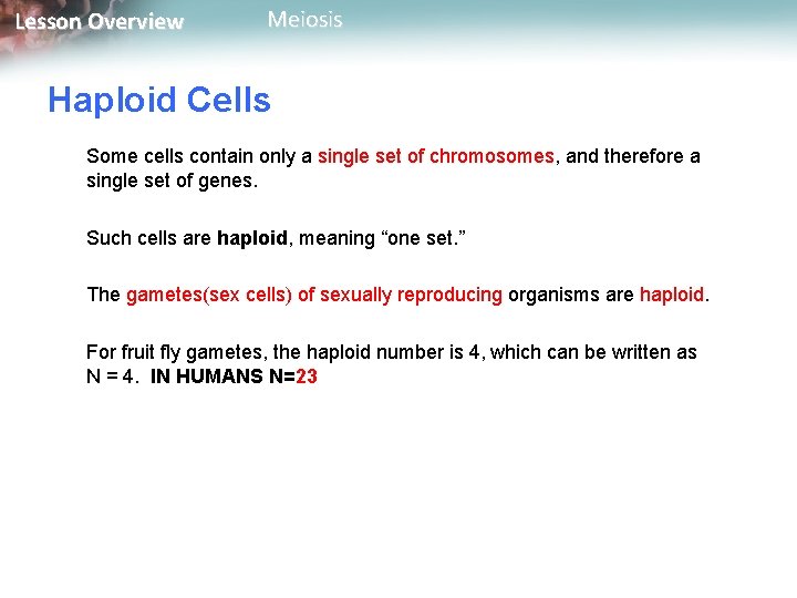 Lesson Overview Meiosis Haploid Cells Some cells contain only a single set of chromosomes,