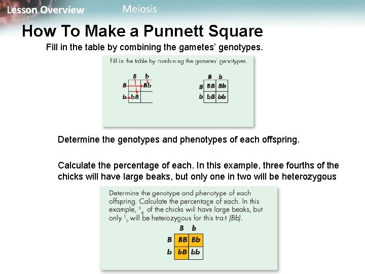 Lesson Overview Meiosis How To Make a Punnett Square Fill in the table by