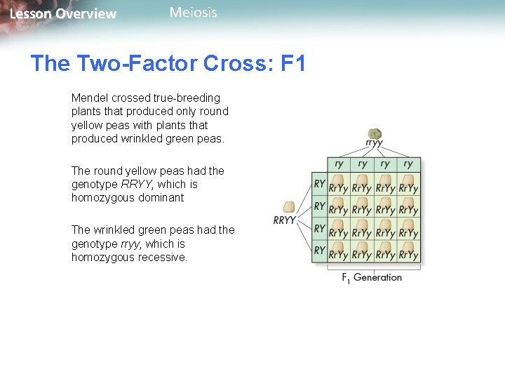Lesson Overview Meiosis The Two-Factor Cross: F 1 Mendel crossed true-breeding plants that produced