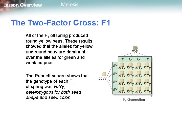 Lesson Overview Meiosis The Two-Factor Cross: F 1 All of the F 1 offspring
