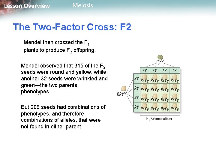 Lesson Overview Meiosis The Two-Factor Cross: F 2 Mendel then crossed the F 1