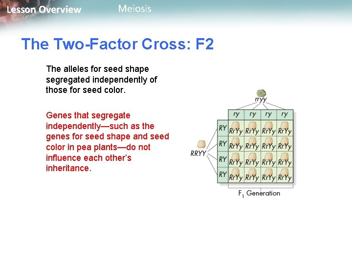 Lesson Overview Meiosis The Two-Factor Cross: F 2 The alleles for seed shape segregated