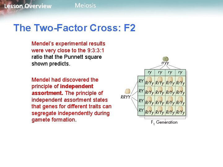 Lesson Overview Meiosis The Two-Factor Cross: F 2 Mendel’s experimental results were very close