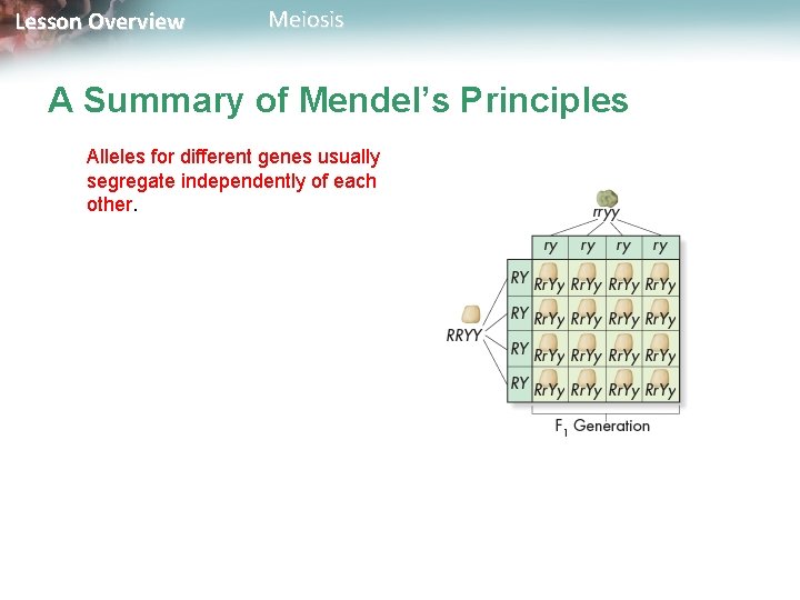 Lesson Overview Meiosis A Summary of Mendel’s Principles Alleles for different genes usually segregate