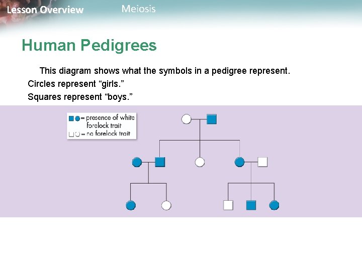 Lesson Overview Meiosis Human Pedigrees This diagram shows what the symbols in a pedigree