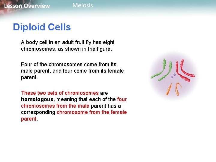 Lesson Overview Meiosis Diploid Cells A body cell in an adult fruit fly has