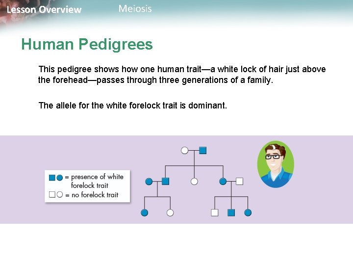 Lesson Overview Meiosis Human Pedigrees This pedigree shows how one human trait—a white lock