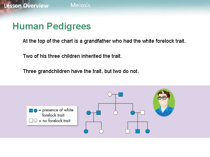 Lesson Overview Meiosis Human Pedigrees At the top of the chart is a grandfather