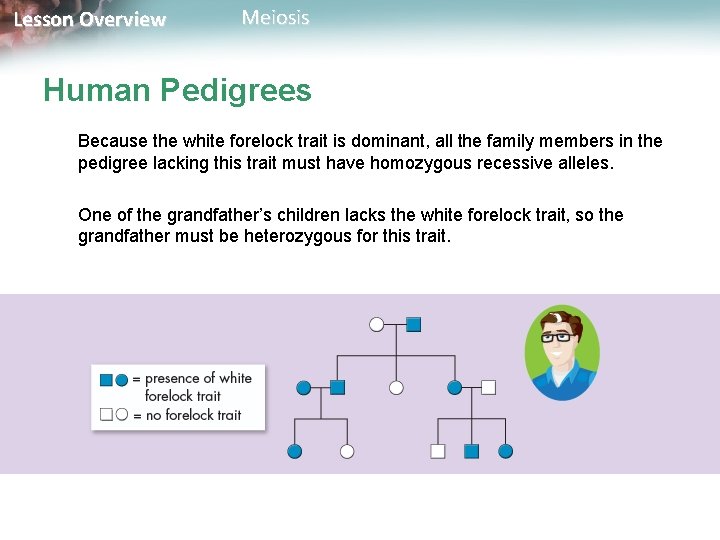 Lesson Overview Meiosis Human Pedigrees Because the white forelock trait is dominant, all the