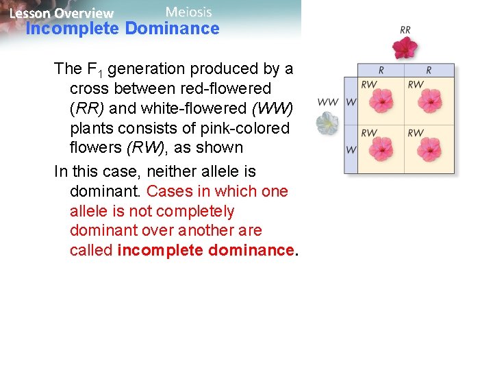 Lesson Overview Meiosis Incomplete Dominance The F 1 generation produced by a cross between