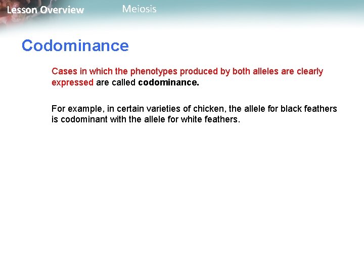 Lesson Overview Meiosis Codominance Cases in which the phenotypes produced by both alleles are